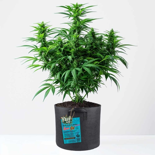 Grow Bucket Living Soil organic